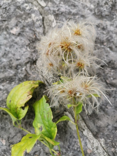 Clematis — foto 4 van 11