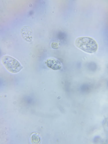 Wallemia — Bild 1