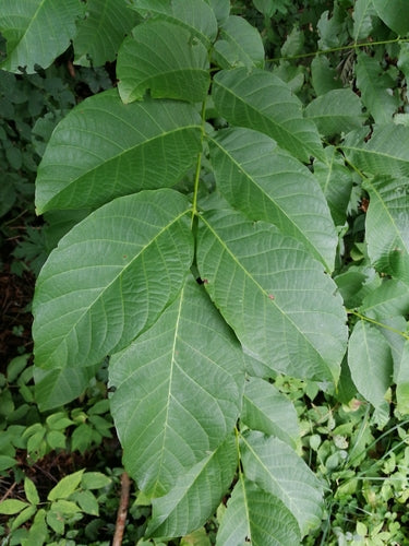 Walnotenboom — Bild 3