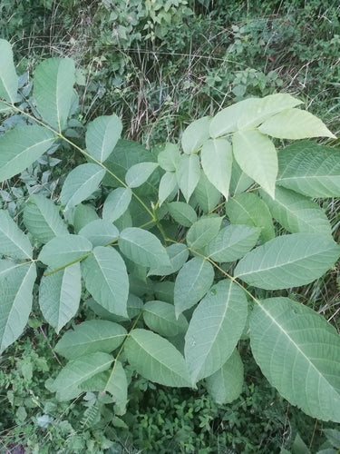 Walnotenboom — Bild 2