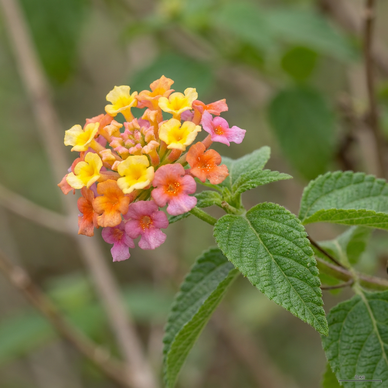 Lantana