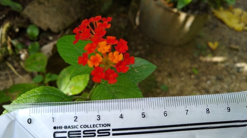 Lantana — Bild 3