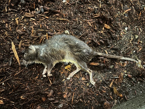 bruine rat — Bild 3