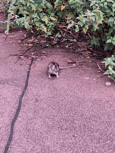 bruine rat — Bild 2