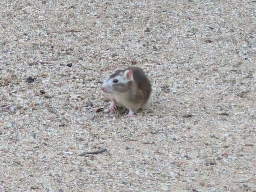 bruine rat — Bild 5