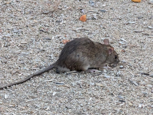 bruine rat — Bild 4