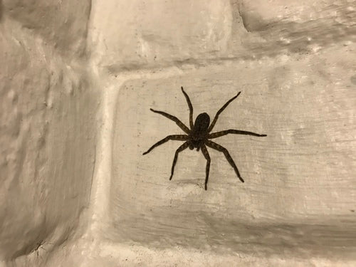 Muurkrabspin — Bild 4