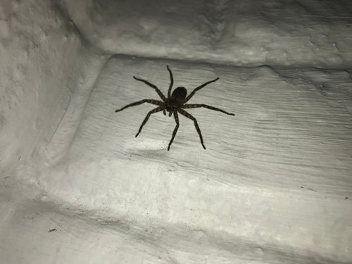 Muurkrabspin — Bild 2