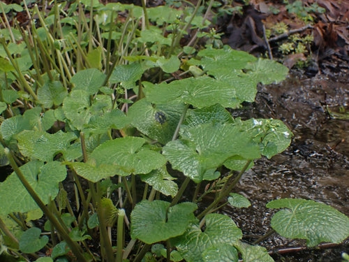 Wasabi — Bild 5