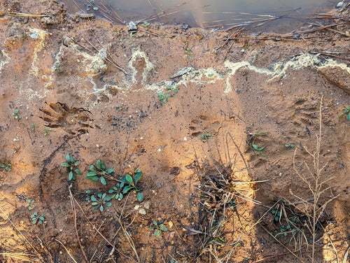 wasbeer — Bild 2