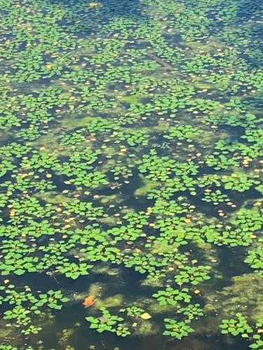 waternoot — Bild 1
