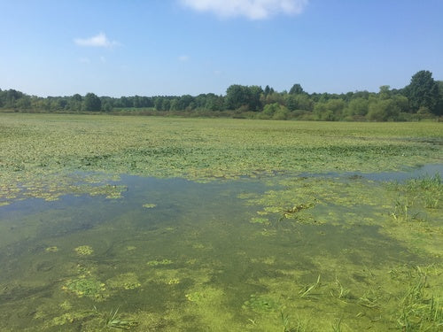 waternoot — Bild 5