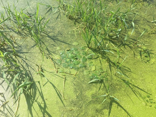 waternoot — Bild 4