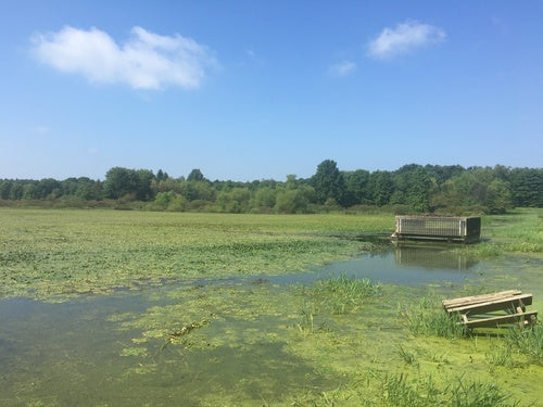 waternoot — Bild 3