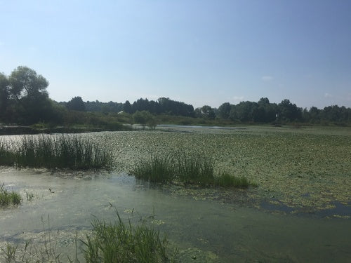 waternoot — Bild 2
