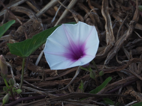 waterspinazie — Bild 5