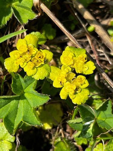 Alternatiefbladig miltkruid — Bild 4