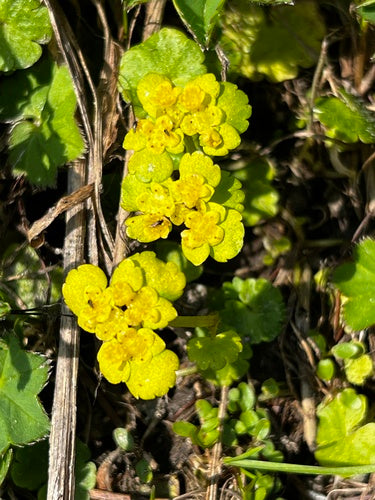 Alternatiefbladig miltkruid — Bild 3