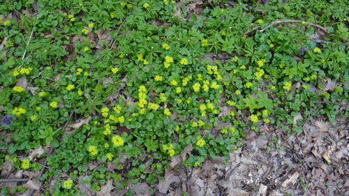 Alternatiefbladig miltkruid — foto 3 van 9