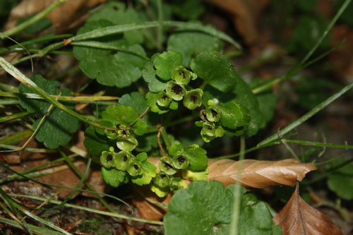 Alternatiefbladig miltkruid — Bild 5