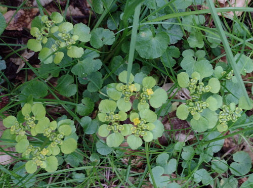 Alternatiefbladig miltkruid — foto 5 van 9