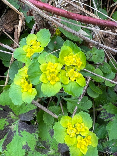 Alternatiefbladig miltkruid — foto 4 van 9