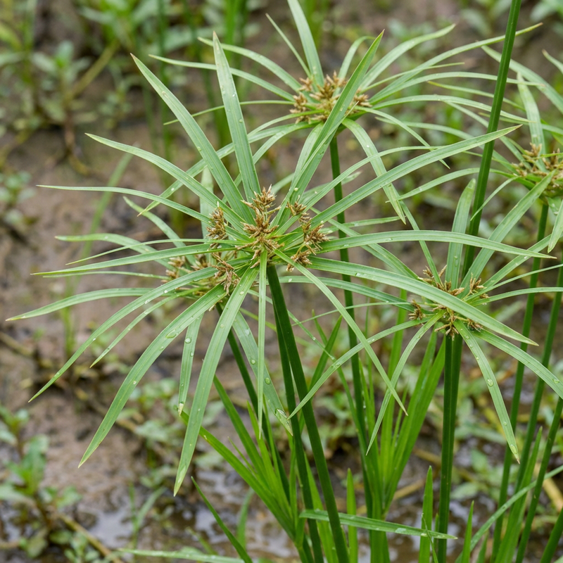 Alternatiefbladig Cypriotisch gras