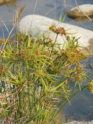 Alternatiefbladig Cypriotisch gras — Bild 2