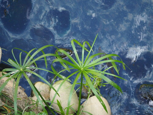 Alternatiefbladig Cypriotisch gras — Bild 5