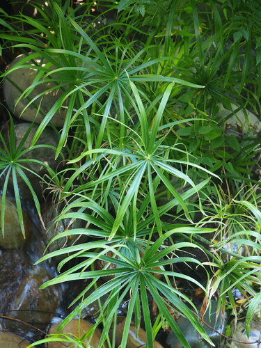 Alternatiefbladig Cypriotisch gras — Bild 4