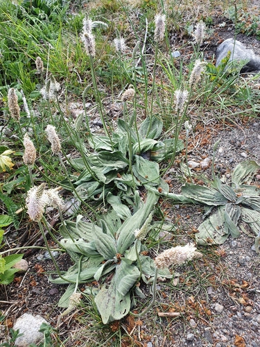 Weegbree — Bild 4
