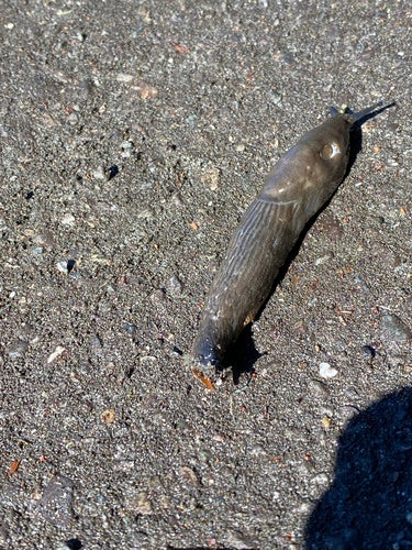 Naaktslakken — Bild 3