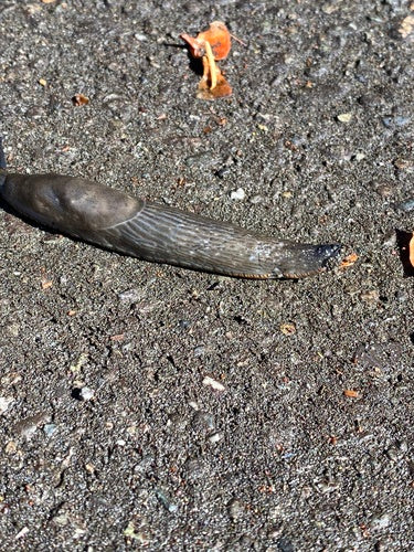 Naaktslakken — Bild 2