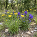 Weidenblättriges Ochsenauge (Buphthalmum salicifolium) in Blüte im naturnahen Garten (KI-generiert)