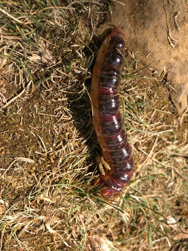 Wilgenboorder — Bild 2