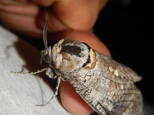 Wilgenboorder — Bild 4