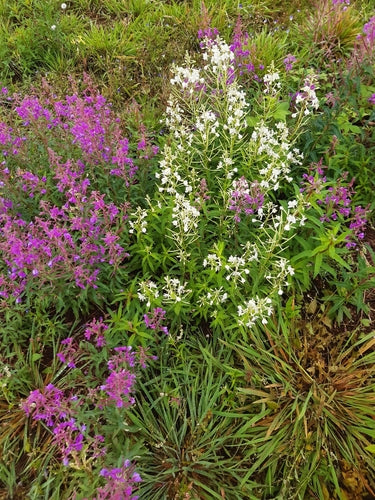 Wilgenroosje — Bild 5