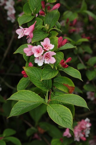 Weigela — Bild 4