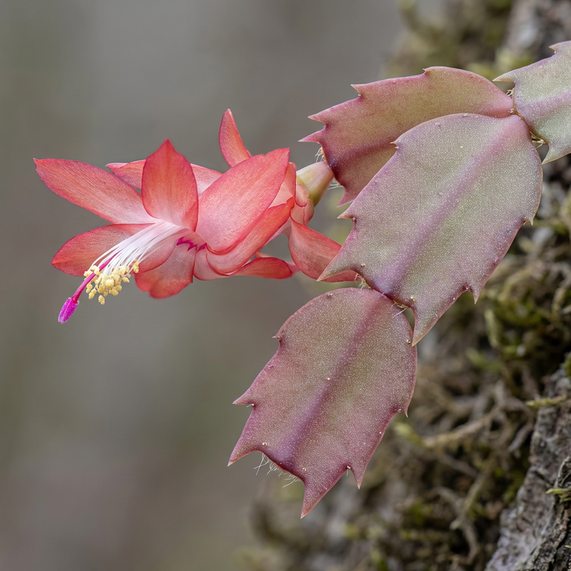 Kerstcactus