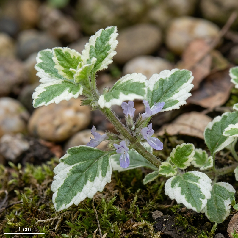 Wierook plant