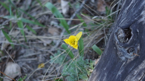 Wijngaard tulp — Bild 2