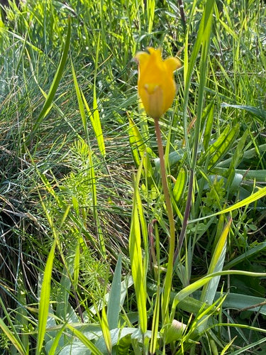 Wijngaard tulp — Bild 3
