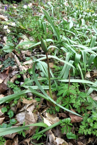 Wijngaard tulp — Bild 4