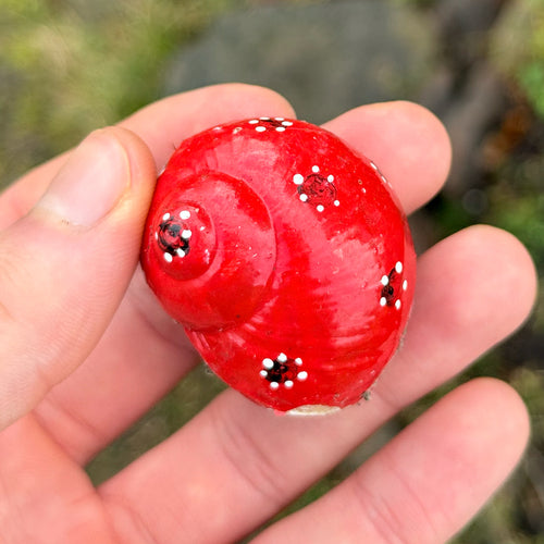 Romeinse slak — Bild 5