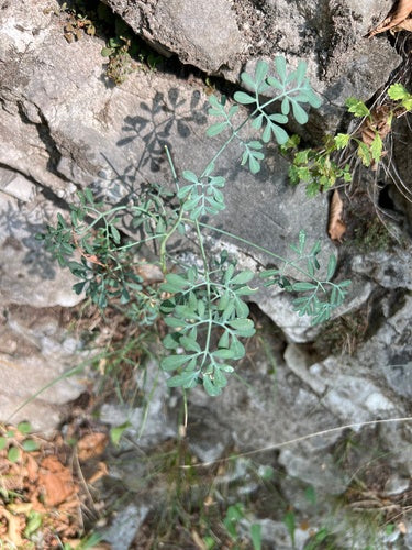 Rue — Bild 5