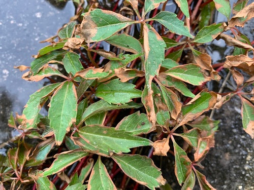 Wijnstokken — Bild 4