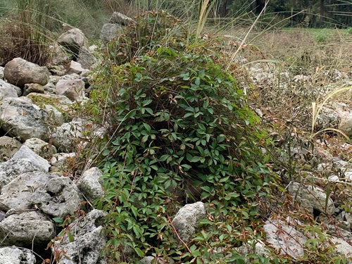 Wijnstokken — Bild 2