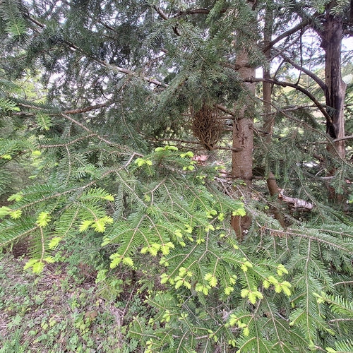 Zilverspar — foto 3 van 8