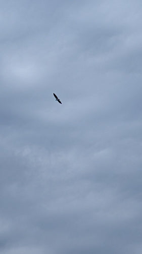 Witbuikzeearend — foto 5 van 8