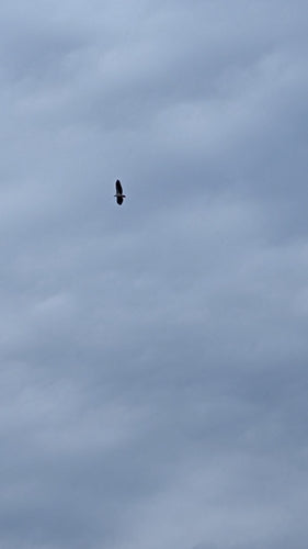 Witbuikzeearend — foto 4 van 8